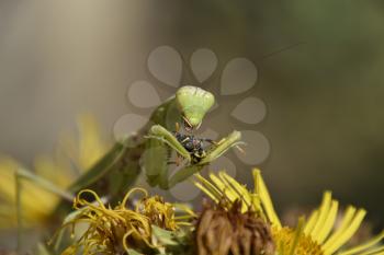 The female praying mantis devouring wasp. The female mantis religios. Predatory insects. Huge green female mantis.