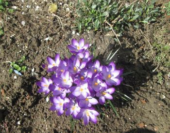 Bush violet flowers on a white ground. Spring flower bed