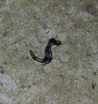 Mating millipede. Millipede - centipedes black with strong armor.