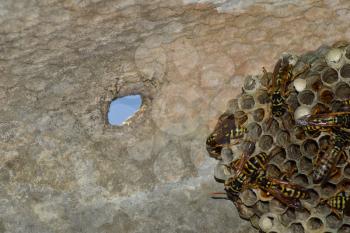 Wasp nest with wasps sitting on it. Wasps polist. The nest of a family of wasps which is taken a close-up.