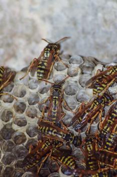 Wasp nest with wasps sitting on it. Wasps polist. The nest of a family of wasps which is taken a close-up.