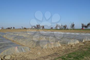 Greenhouses made of polymer film. Early spring in the garden greenhouses.