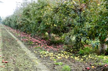 Apple orchard. Rows of trees and the fruit of the ground under the trees.