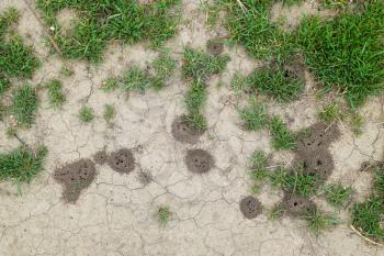 Mounds of earth over the entrance to the nest excavation wasps. Colonia earthen wasps.