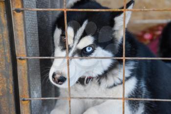 Husky Dog with different eyes. Black and white husky. Brown and blue eyes.