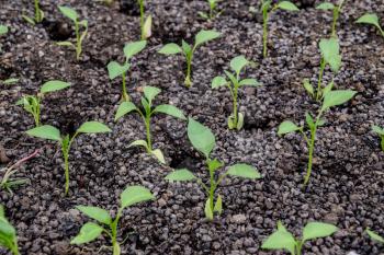 Seedlings of pepper. Pepper in greenhouse cultivation. Seedlings in the greenhouse. Growing of vegetables in greenhouses