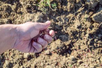 Sowing of maize out of hand. Manual planting of corn in the garden.