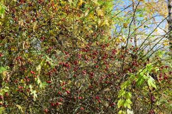 rosehip berries on the bush. Autumn berries.