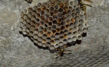 Wasp nest with wasps sitting on it. Wasps polist. The nest of a family of wasps which is taken a close-up.