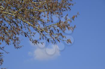 Blooming silver poplar. Silver poplar tree in spring. Poplar fluff from flowers - earrings.