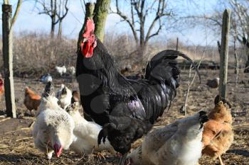 Black young cock. Content in backyard chicken farm.