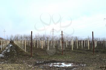 Young vineyard field. Poles and wires for the garter vine.