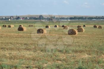 The Haystacks in the field. Summer haymaking.