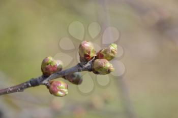 Young buds of a cherry on a branch. Blossoming cherry buds.