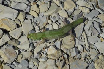 An ordinary quick green lizard. Lizard on the rubble. Sand lizard, lacertid lizard