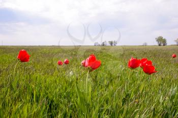 Tulips in a wild field. Red flowers among the green grass.