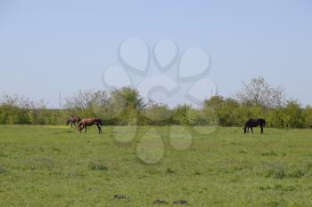 Horses graze in the pasture. Paddock horses on a horse farm. Walking horses.