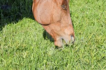 Horses graze in the pasture. Paddock horses on a horse farm. Walking horses.