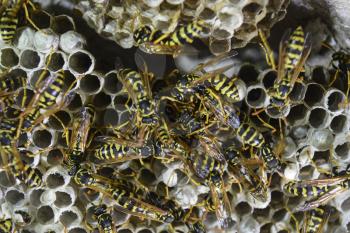 Wasps polist. The nest of a family of wasps which is taken a close-up.