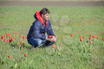 A man in a jacket on a field of tulips. Glade with tulips. A man is tearing tulips in a bouquet.