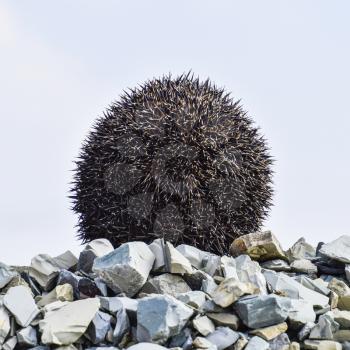 Hedgehog on a pile of rubble. Hedgehog curled up into a ball.