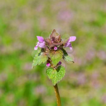 Lamium purpureum blooming in the garden. Medicinal plants.