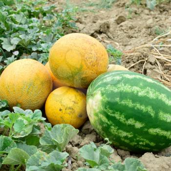 Melon and watermelon, plucked from the garden, lay together on the ground. Ripe melon and watermelon the new harvest.