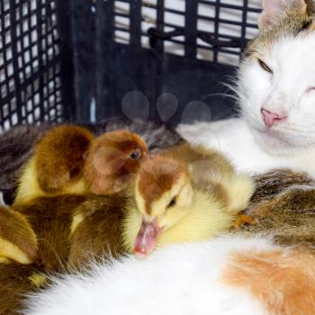 Cat foster mother for the ducklings. Cat in a basket with kitten and receiving musk duck ducklings.