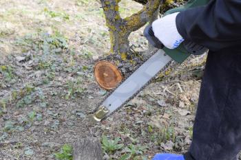 A man cut down an electric saw. The stump of saw cut branches.