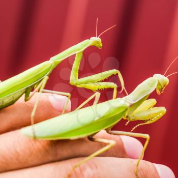 female and the mantis are sitting on the palm of a man. Insect predator mantis