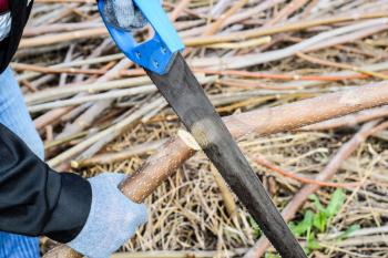 Sawing with a hand saw of a wood branch. man saws sawing a tree branch. Wood sawing with a hand saw.