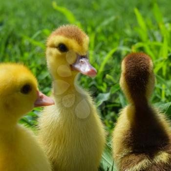 Ducklings of a musky duck. Three-day ducklings walk on a lawn.