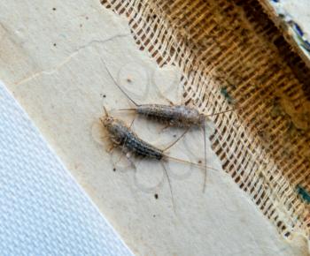 silverfish thermobia near the binding of an old book. Insect feeding on paper - silverfish, lepisma. Pest books and newspapers.