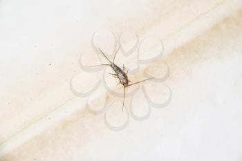 Insect feeding on paper - silverfish. Pest books and newspapers. Lepismatidae, Thermobia domestica.