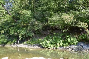 The mountain river. Shallow mountain river, water flows through the rocks. Rocks in the river water. Stones and layers of sedimentary rocks