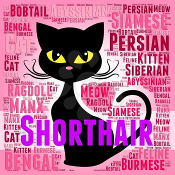 Shorthair Cat Meaning Feline Pet And Offspring