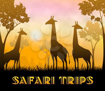 Safari Trips Giraffes Showing Wildlife Reserve 3d Illustration
