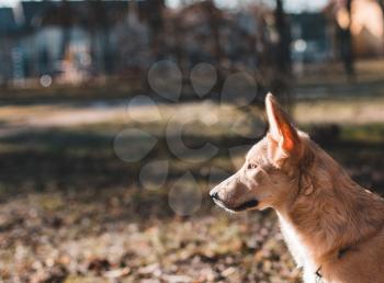 Beautiful young beige dog looks into the distance. Puppy profile