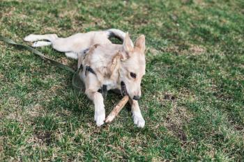 Beige beautiful dog, Husky nibbles a stick