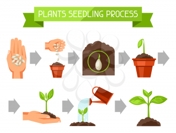 Seedling infographics with phases of plant growth. Image for advertising booklets, banners, flayers and articles.