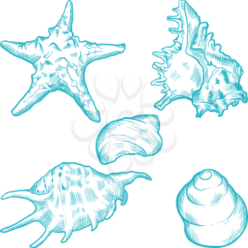 Sea shells and star. Hand drawn illustration.