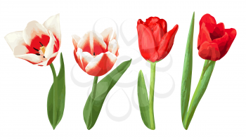 Set of decorative red and white tulips. Beautiful realistic flowers, buds and leaves.