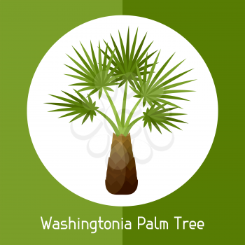 Washingtonia palm tree. Illustration of exotic tropical plant.