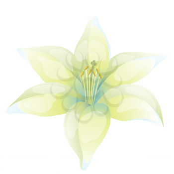 Illustration of beautiful lily on white background.