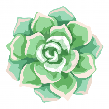 Illustration of succulent. Decorative home plant. Natural image or icon. .
