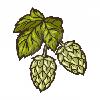 Illustration of hop. Object in engraving hand drawn style. Old decorative element for beer festival or Oktoberfest.