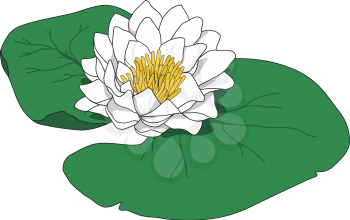 Lily Clipart