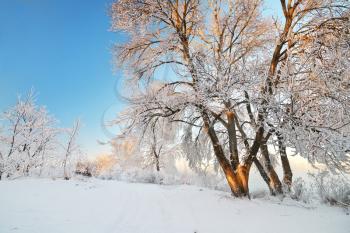 Rime on trees. Nature composition.