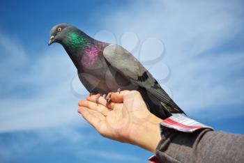 Feeding the dove from hand. Element of desig.