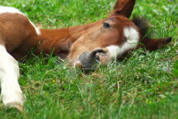 Sleeping foal on green meadow. 